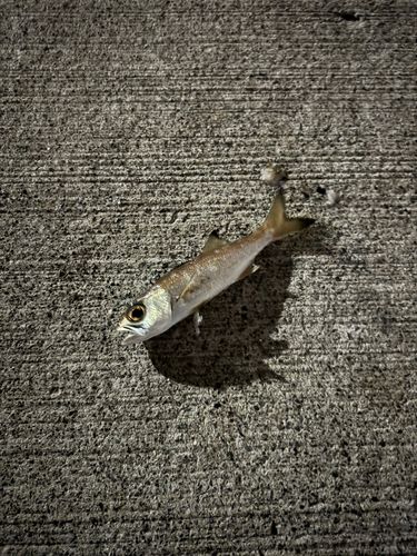 東京湾（アクアライン〜富津）