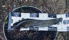 ナマズの釣果