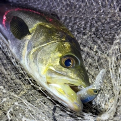 フッコ（マルスズキ）の釣果