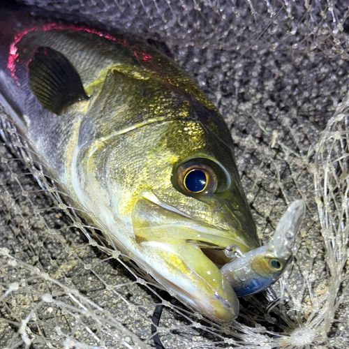 フッコ（マルスズキ）の釣果