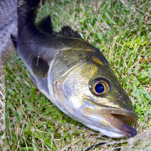 フッコ（マルスズキ）の釣果