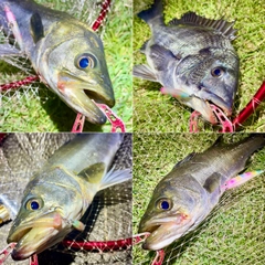フッコ（マルスズキ）の釣果