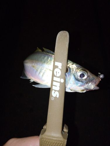 今津湾