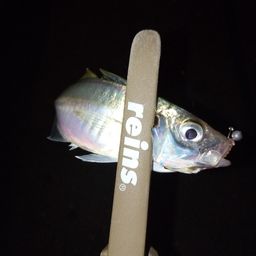 アジ
