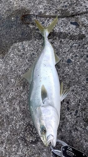 イナダの釣果