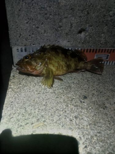 カサゴの釣果