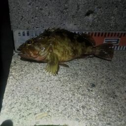 カサゴ