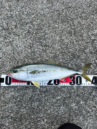 ワカシの釣果