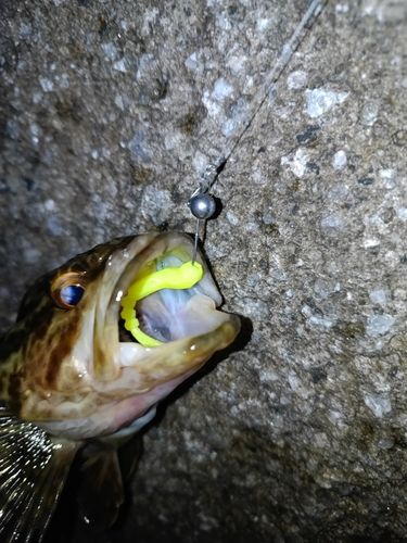 タケノコメバルの釣果