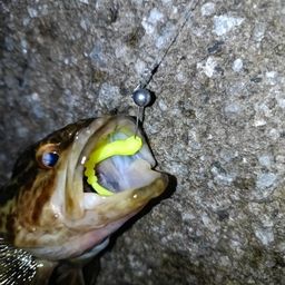 タケノコメバル