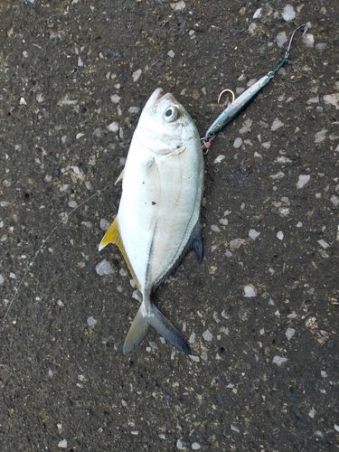 メッキの釣果