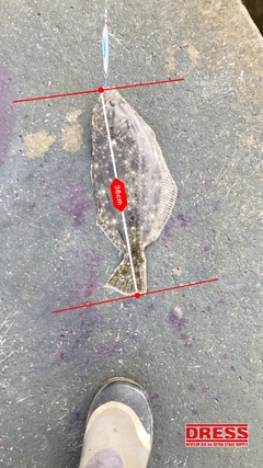 ソゲの釣果