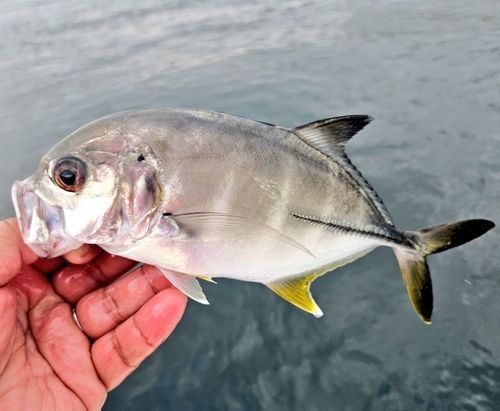 ギンガメアジの釣果