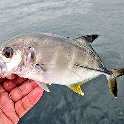 ギンガメアジ