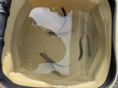 カタクチイワシの釣果