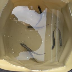 カタクチイワシ