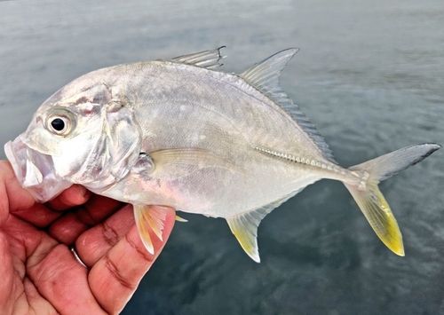 ロウニンアジの釣果