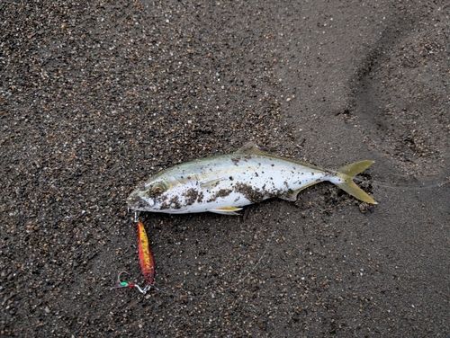 ワカシの釣果
