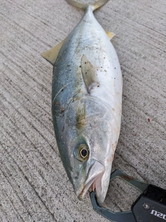 イナダの釣果
