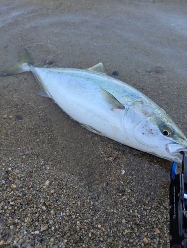 ヤズの釣果