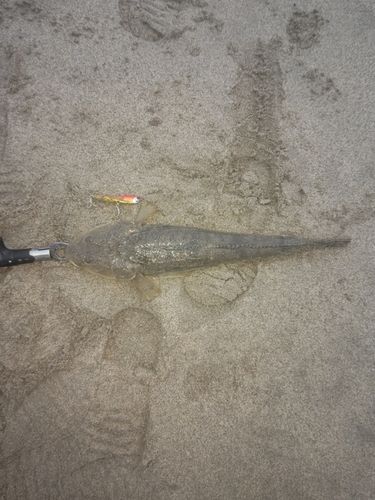 マゴチの釣果