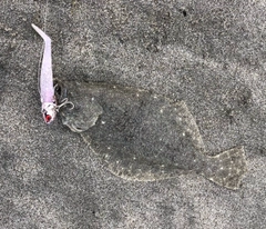 ソゲの釣果