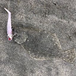 ソゲ
