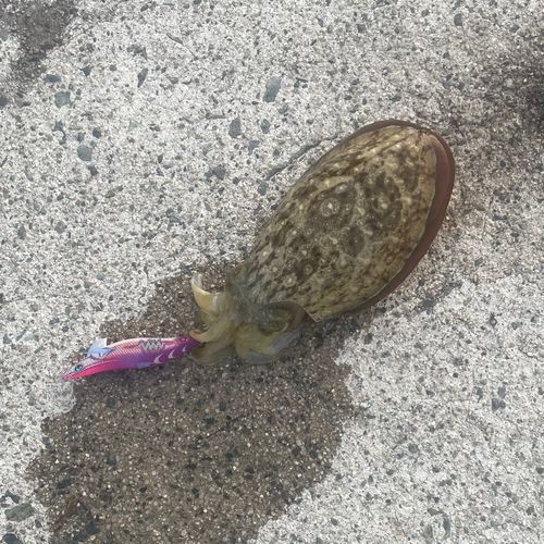 片江漁港