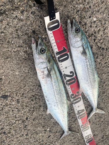 サゴシの釣果