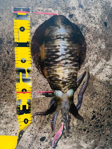 アオリイカの釣果