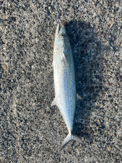 サゴシの釣果