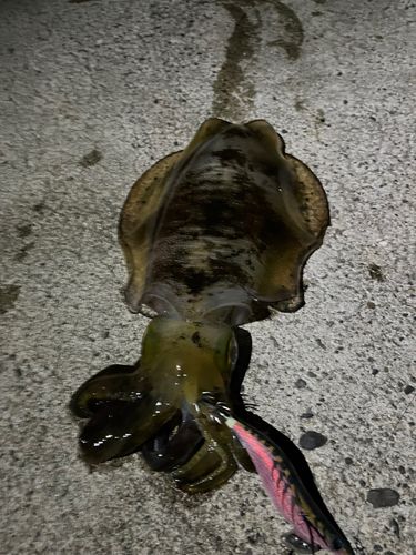 島見浜沖