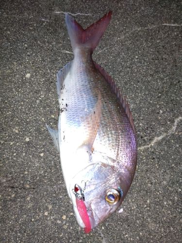 タイの釣果