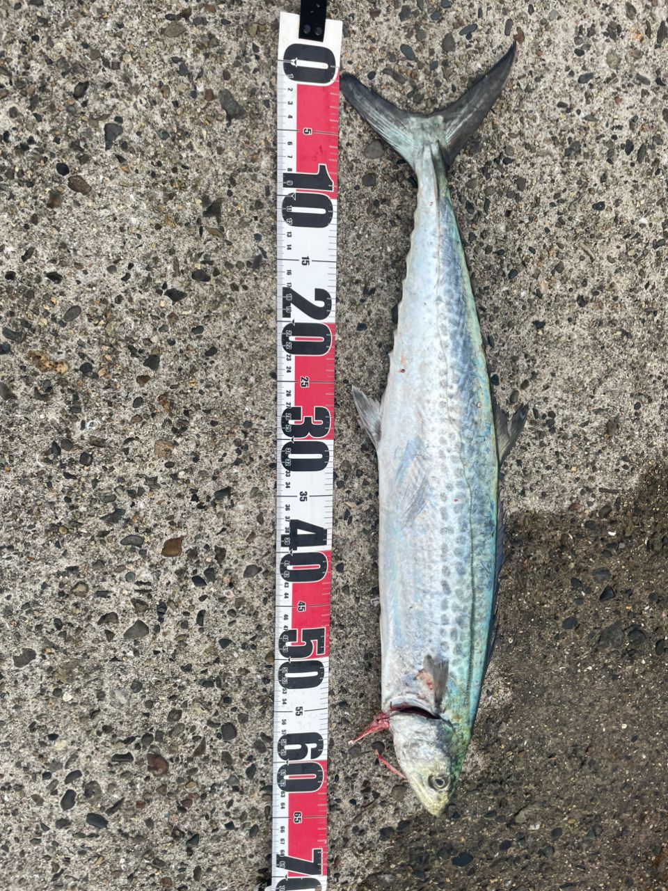 DAIWA ドラッガー X 2023年モデルの最安値・インプレ・釣果