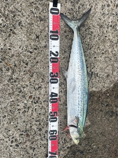 サゴシの釣果
