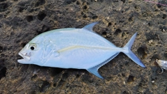 カスミアジの釣果