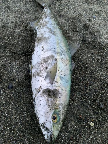 西湘サーフ