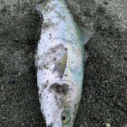 ワカシ