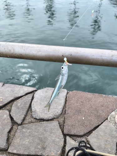 トウゴロウイワシの釣果
