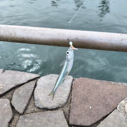 トウゴロウイワシ