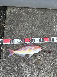 イトヨリダイの釣果