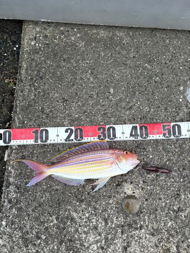 イトヨリダイの釣果