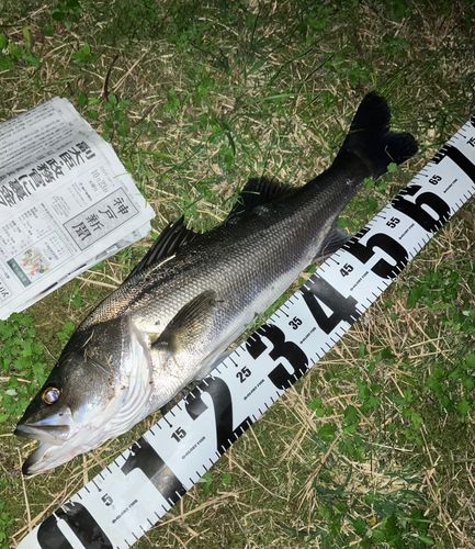 セイゴ（マルスズキ）の釣果