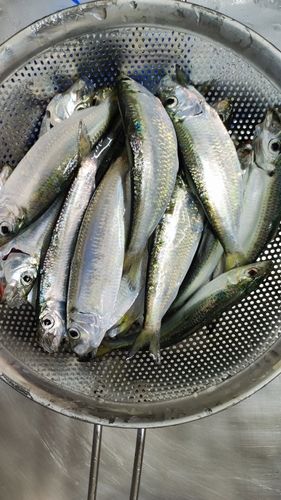 サッパの釣果