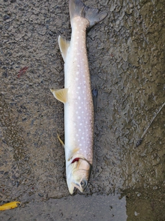 アメマスの釣果