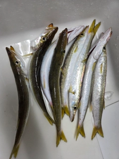 アカカマスの釣果