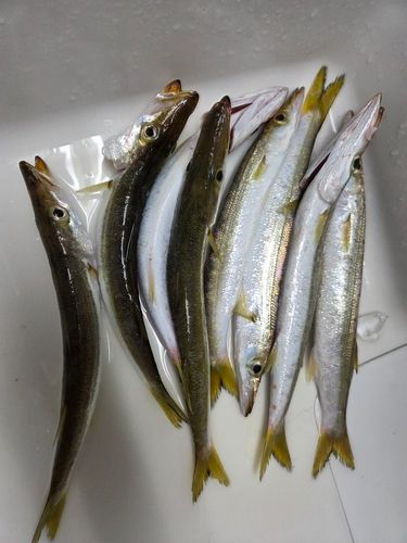 敦賀湾
