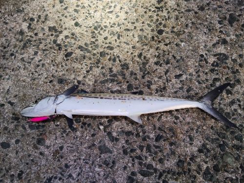 サゴシの釣果