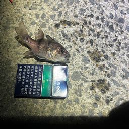ネンブツダイ