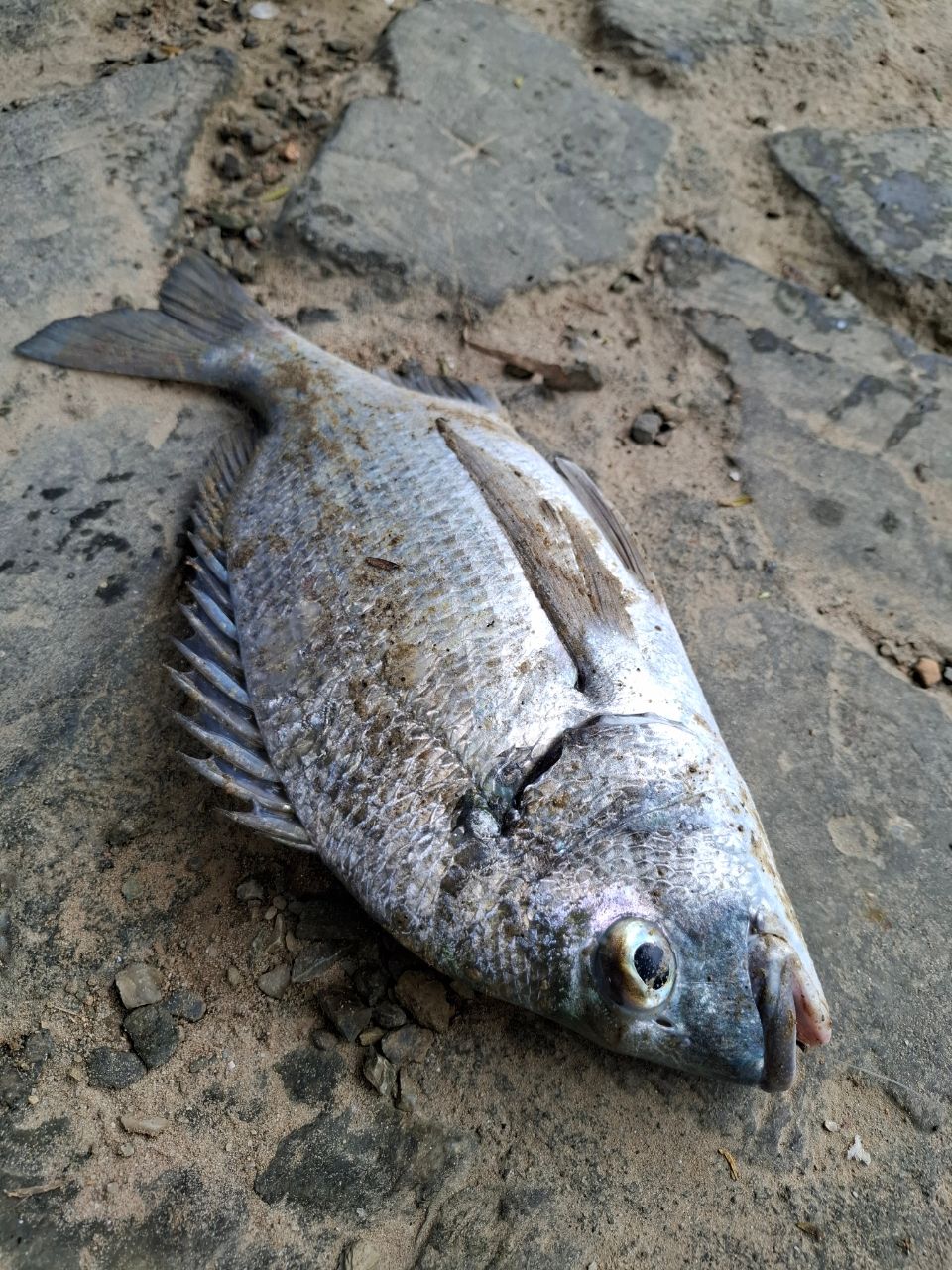 ミナミクロダイ